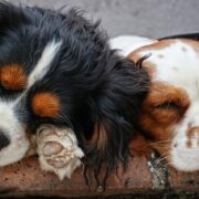 praktische tips voor honden