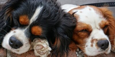 praktische tips voor honden
