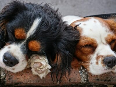 praktische tips voor honden